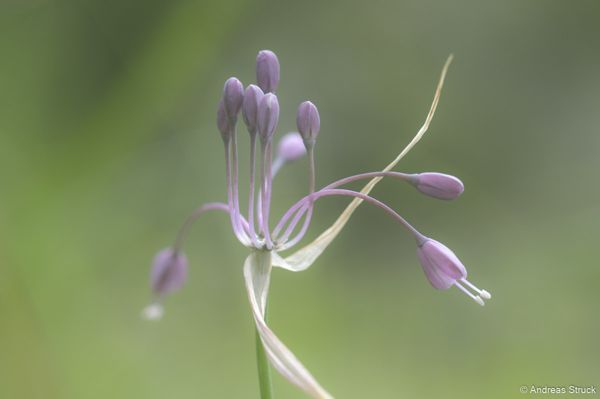 Flora IV: Allium Senescens